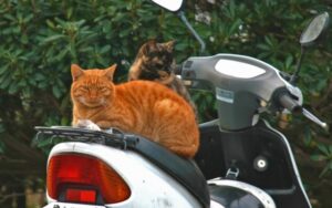 原付のメットインを無理やり開ける方法+安全な開け方【計6個】